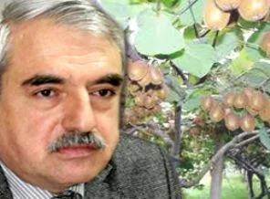 Fındığa karlı alternatif: Kivi
