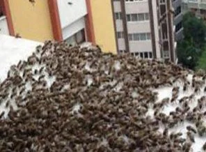 Fırtına sandı arı çıktı