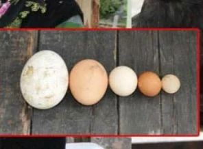 Gaz bombasından etkilenen tavuklar