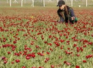 Gölbaşı'nın ''sevgi çiçekleri'' bu yıl da açmadı