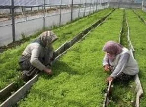 Gül üretiminde rekolte düşüklüğü endişesi