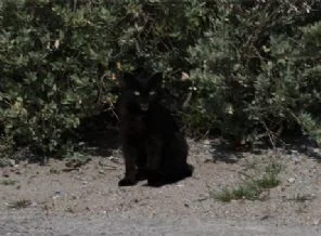 'Hayırsız Ada'nın tek sakini siyah kedi