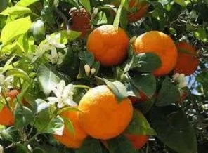 Mandalina her derde deva