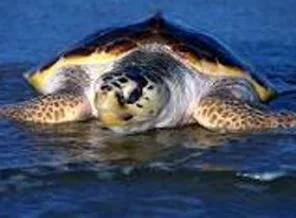 Mersin sahilleri caretta carettaları bekliyor