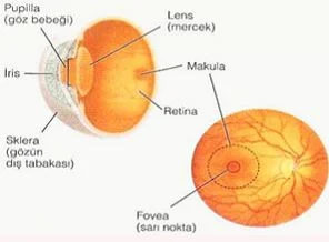 Sarı nokta hastalığı nedir?
