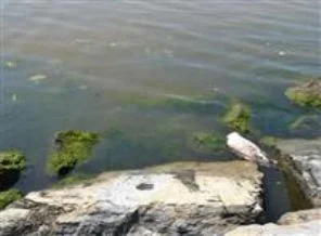 Tuzla'da deniz kahverengiye büründü