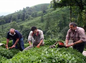 Çay üreticisine 140 milyon lira ödeme