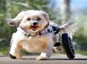 Dünyanın en mutlu 'iki ayaklı köpeği'
