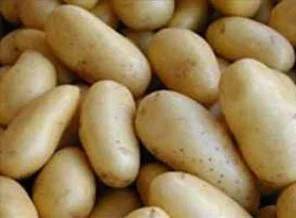 Elit kademede patates