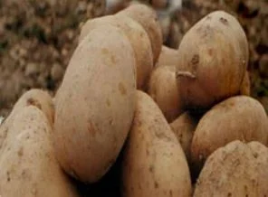 Patates üreticilerine destekleme