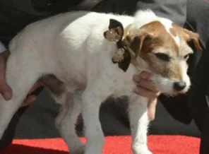 'The Artist'in ödüllü oyuncusu Uggie emekliye ayrıldı