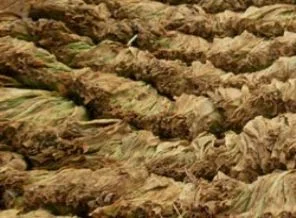 Tütün mamullerinde fireyi TAPDK hesaplayacak