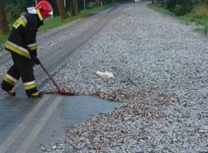 24 ton sardalya yola döküldü
