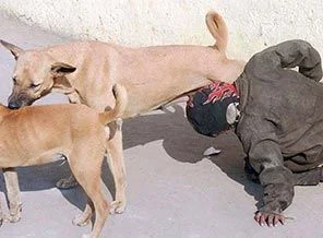 Aç kalan çocuğu köpek doyurdu!
