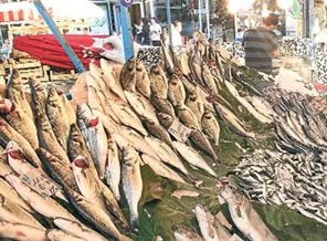 Balık fiyatları el yakıyor