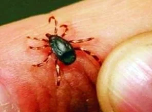 ''Bazı keneler insanı takip ediyor'' iddiası