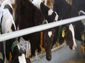 Besiciler hayvana yiyecek bulamıyor