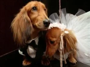 Böyle olur 'köpek'lerin düğünü...