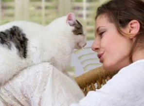 Kedi besleyen kadınlar dikkat!