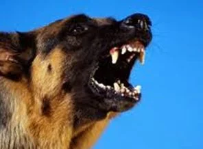 Rusya'da köpek sokakta dehşet saçtı