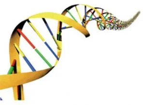 Sigara içen baba adayı, bebeğinin DNA'sına zarar verir