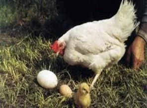 Tavuktaki doğal savaşçı