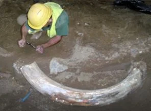 10 bin yaşında mamut dişi bulundu