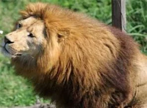 Bir 'aslan' miyav demiş
