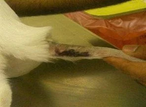 Çocuk kediyi fırında pişirirken yakalandı