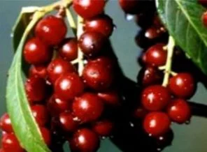 Diyabet için şifa kaynağı