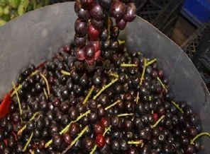 Diyabet için şifa kaynağı