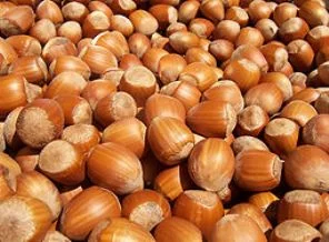 Giresun'da fındık hasadı erken başladı