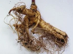 Halsizliğe, güçsüzlüğe, strese doğal çözüm: GINSENG