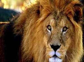 İngiltere'de Aslan alarmı...