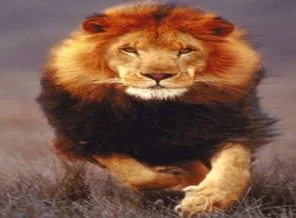 İngiltere'de aslan paniği
