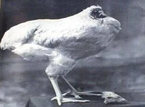 İşte bildiğinizi sandıklarınız