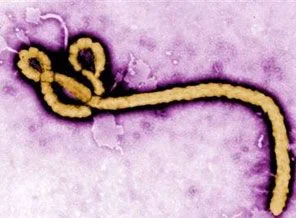 Kongo'da ebola salgını: 10 ölü