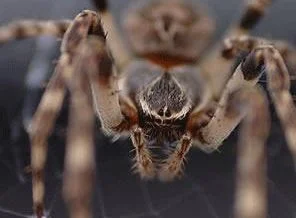Kulağındaki örümcek, 5 gün sonra çıkarıldı!