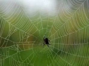 Yeni bir örümcek türü keşfedildi