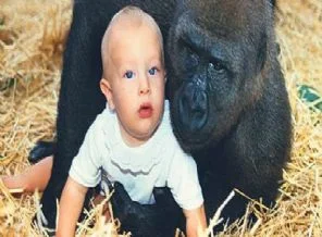 18 aylık bebeğini dev bir gorile emanet etti İZLE