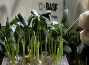 BASF, üç ünlü endekste birden yer aldı