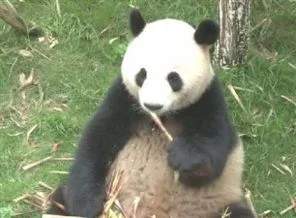 En obur panda!