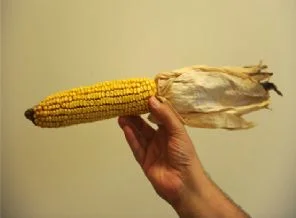 GDO'lu mısırlar kanser yaptı