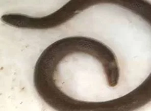 Her iki ucunda da kafası olan yılan