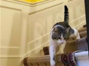 İngiltere'nin resmi fare avcısı Larry kovuldu!