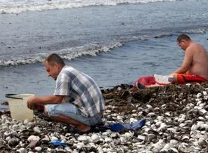 Kasırga, Rusya'da midye bereketine döndü