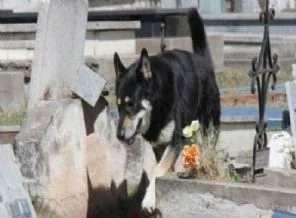 Sahibinin mezarından ayrılmayan köpek
