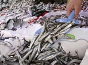 5 balık türünde ağır metal bulundu