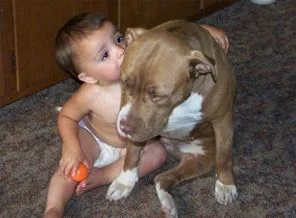 ABD'de Pit Bull 3 aylık bebeği öldürdü