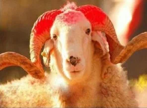 Kurban keserken bunlara dikkat edin!